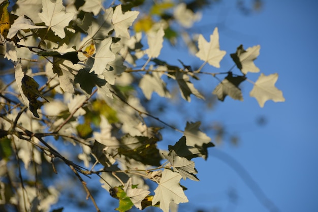 Vue à bas angle des feuilles d'érable contre le ciel bleu