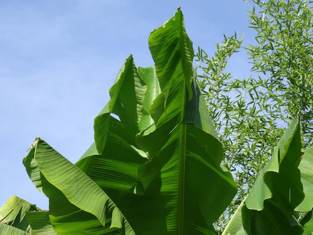 Vue à bas angle de feuilles exotiques contre le ciel