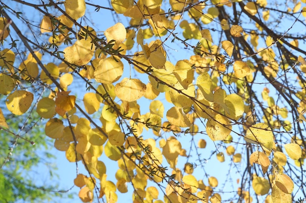 Vue à bas angle des feuilles jaunes contre le ciel