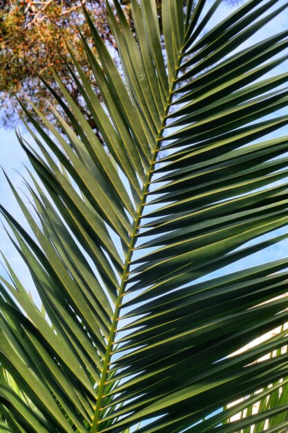 Photo vue à bas angle des feuilles de palmier