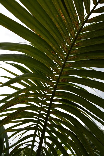 Vue à bas angle des feuilles de palmier