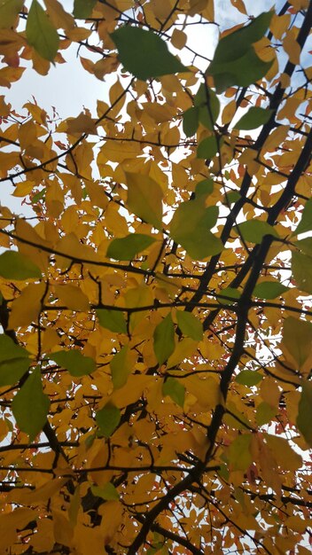 Vue à bas angle des feuilles