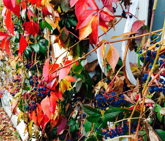 Photo vue à bas angle des feuilles