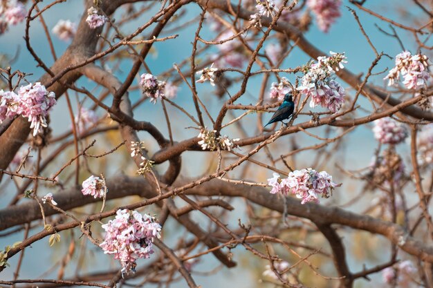 Vue à bas angle de la fleur de cerisier avec l'oiseau soleil