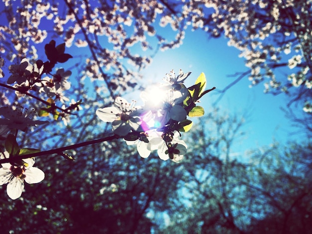 Photo vue en bas angle des fleurs sur la branche