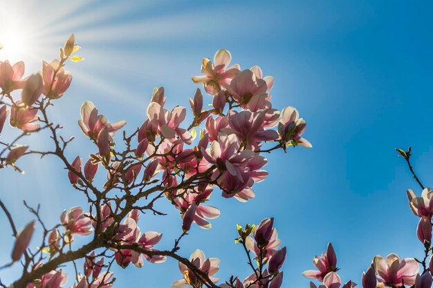 Vue à bas angle des fleurs de cerisier au printemps