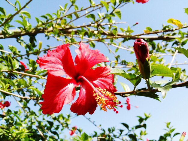 Photo vue à bas angle des fleurs rouges