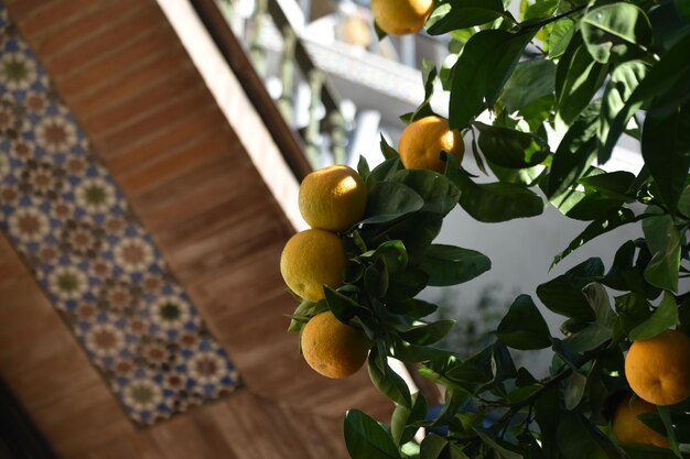 Photo vue à bas angle des fruits sur l'arbre