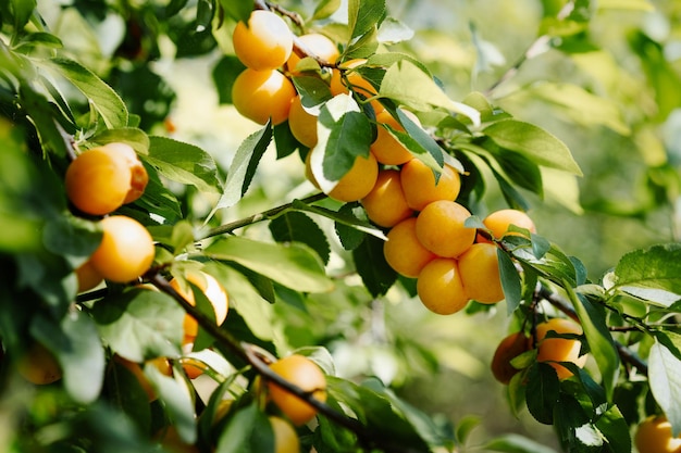 Photo vue en bas angle des fruits de cerise jaune sur l'arbre