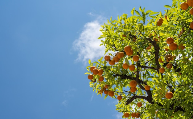 Photo vue en bas angle des fruits poussant sur l'arbre contre le ciel