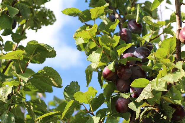 Photo vue à bas angle des fruits qui poussent sur l'arbre