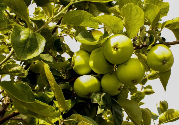 Vue à bas angle des fruits qui poussent sur l'arbre