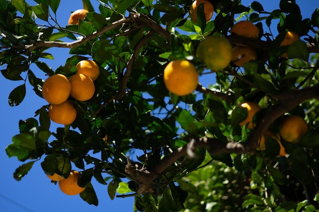 Vue à bas angle des fruits qui poussent sur l'arbre