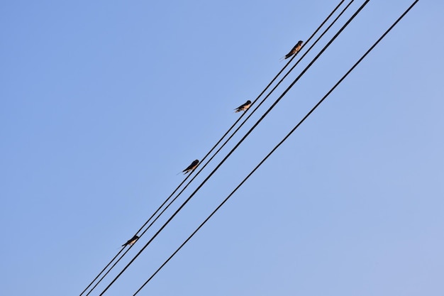 Photo vue à bas angle de la grue sur un ciel bleu clair