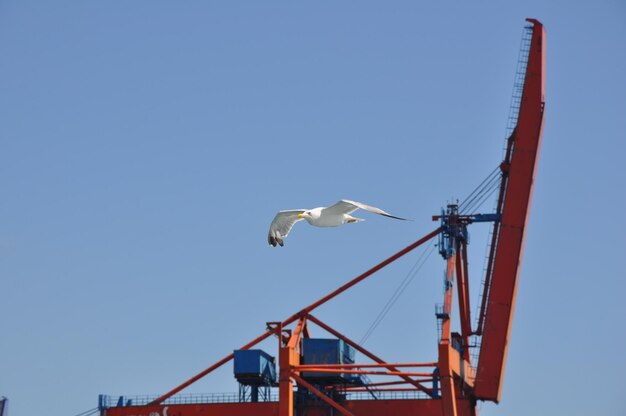 Photo vue à bas angle de la grue sur un ciel bleu clair