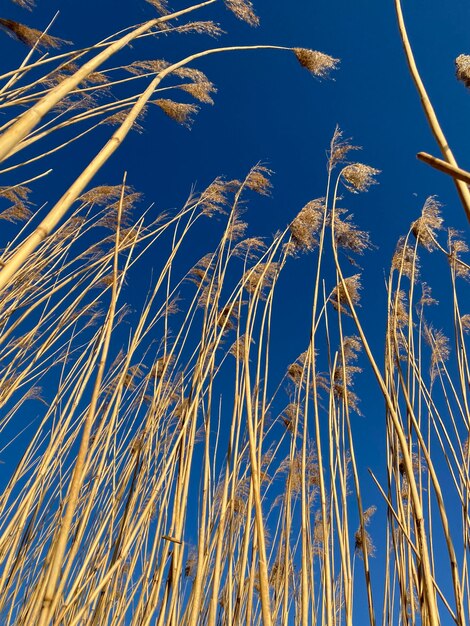 Photo vue à bas angle de l'herbe haute contre le ciel bleu
