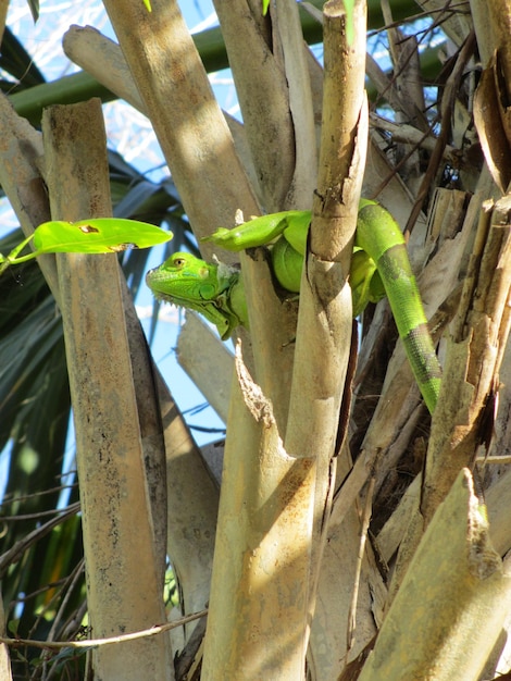 Vue à bas angle de l'iguane sur l'arbre