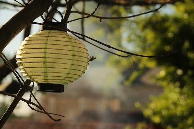 Vue à bas angle d'une lampe électrique suspendue à un arbre