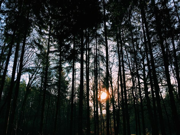 Vue à bas angle de la lumière du soleil passant à travers les arbres dans la forêt