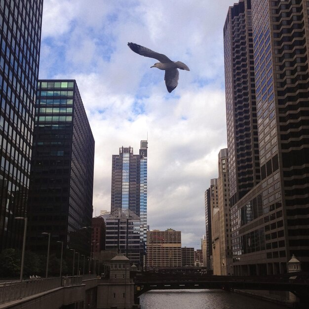 Photo vue à bas angle d'une mouette volant au milieu des bâtiments