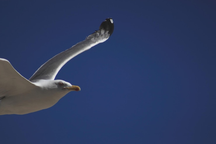Photo vue à bas angle d'une mouette volant sur un ciel bleu clair