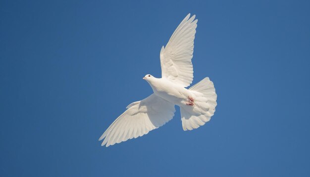 Vue à bas angle d'une mouette volant contre un ciel bleu clair