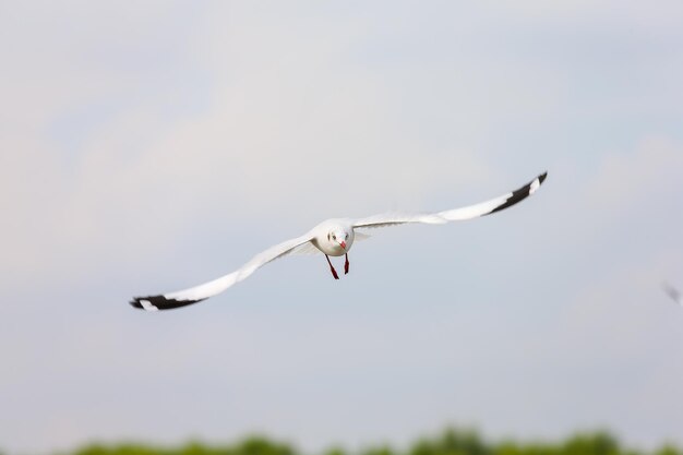 Photo vue à bas angle d'une mouette volant contre le ciel