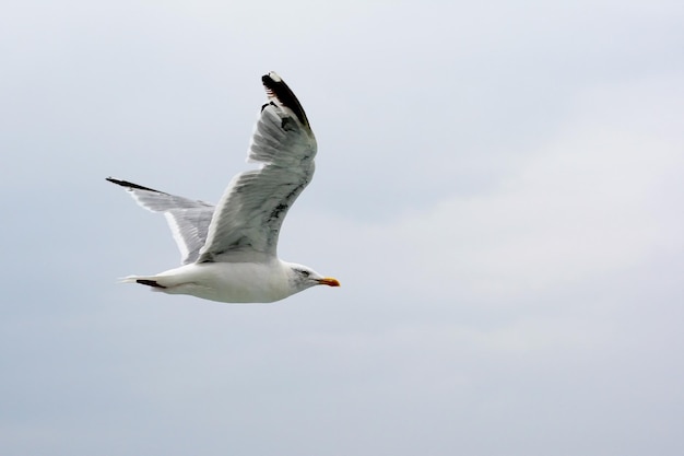 Vue en bas angle d'une mouette volant contre le ciel