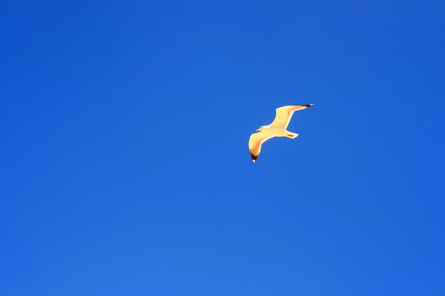 Vue à bas angle d'une mouette volant dans un ciel bleu clair