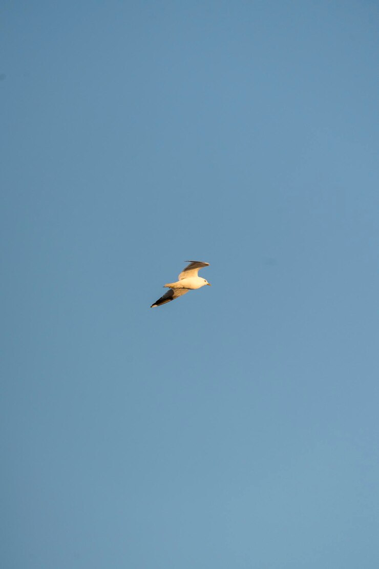 Photo vue à bas angle d'une mouette volant dans le ciel