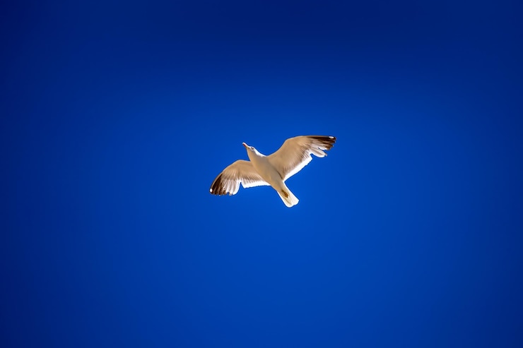 Photo vue à bas angle d'une mouette volant dans le ciel