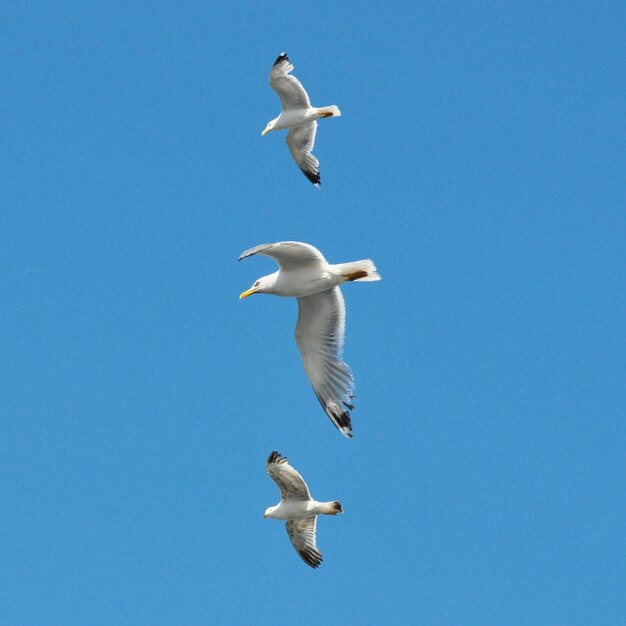 Photo vue à bas angle des mouettes volant contre le ciel bleu