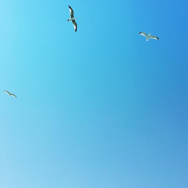 Photo vue à bas angle des mouettes volant contre un ciel dégagé