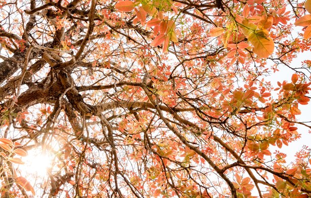 Photo vue à bas angle des nouvelles feuilles rouges sur l'arbre contre le ciel