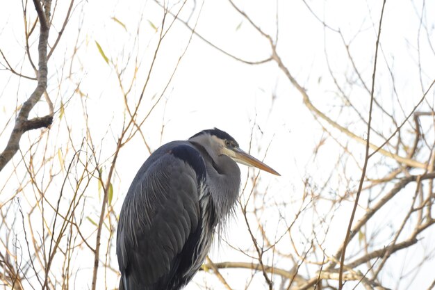 Photo vue à bas angle d'un oiseau perché sur un arbre