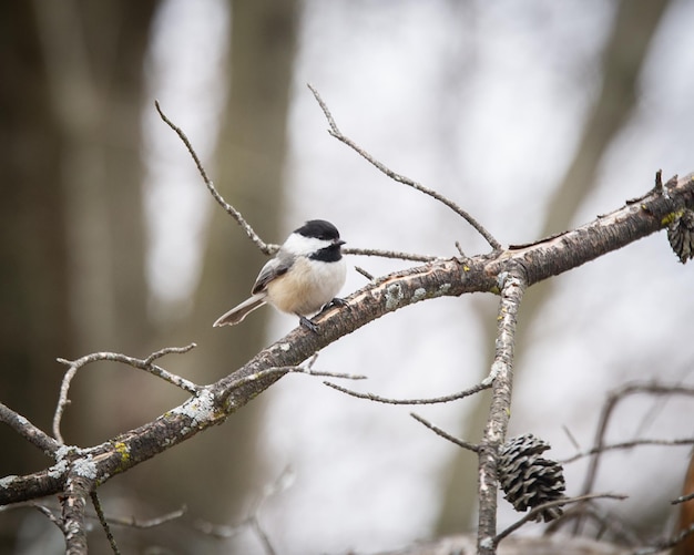 Vue à bas angle d'un oiseau perché sur un arbre