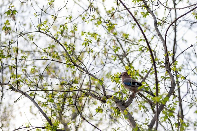 Photo vue à bas angle d'un oiseau perché sur un arbre