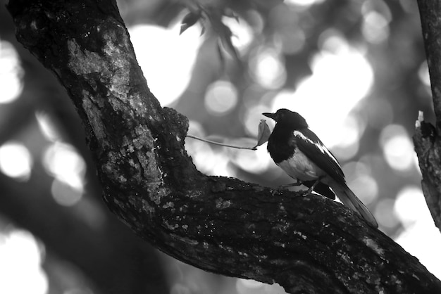 Photo vue à bas angle d'un oiseau perché sur un arbre