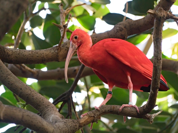 Vue à bas angle d'un oiseau perché sur un arbre