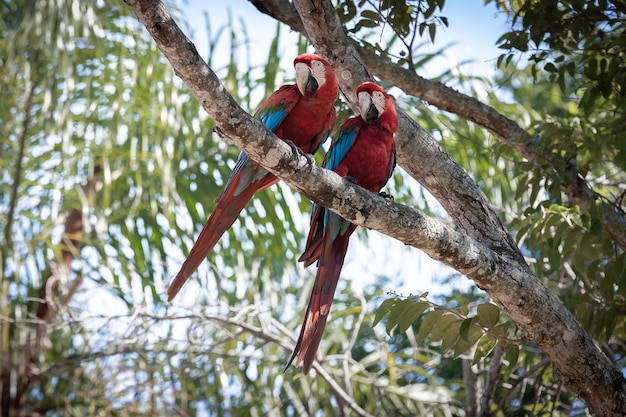 Vue à bas angle d'un oiseau perché sur un arbre