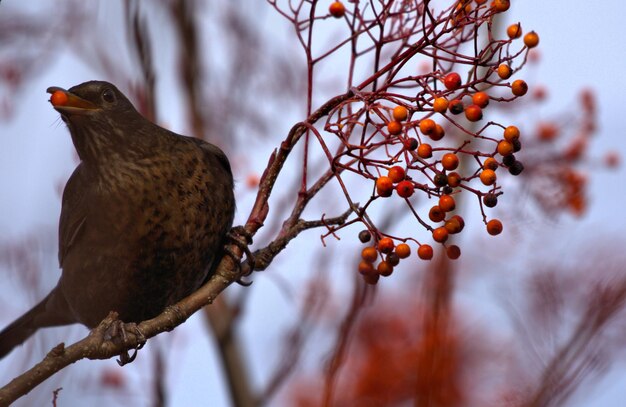 Photo vue à bas angle d'un oiseau perché sur un arbre