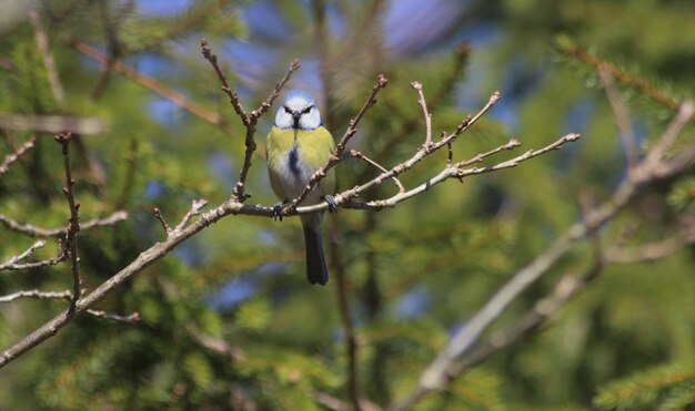 Vue à bas angle d'un oiseau perché sur un arbre