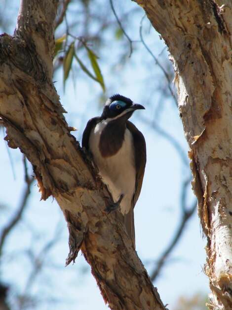 Photo vue à bas angle d'un oiseau perché sur un arbre