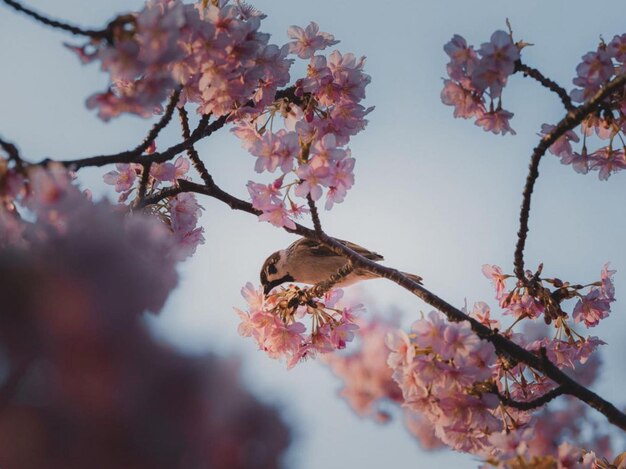 Photo vue à bas angle d'un oiseau perché sur un arbre