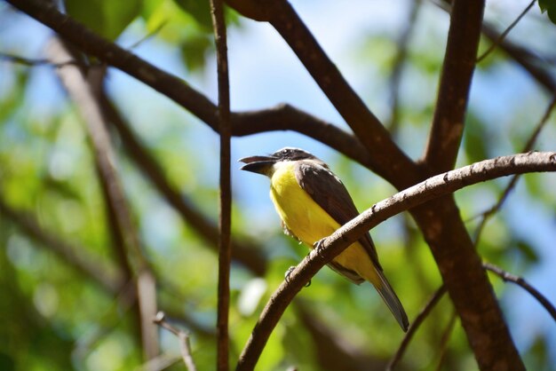 Vue à bas angle d'un oiseau perché sur un arbre