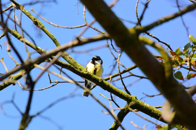 Vue en bas angle d'un oiseau perché sur une branche