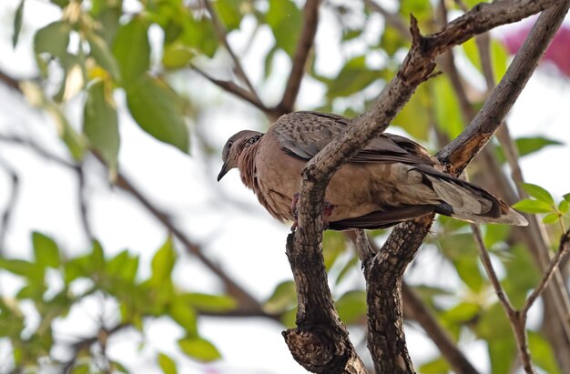 Photo vue à bas angle d'un oiseau perché sur une branche