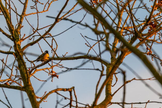 Photo vue à bas angle d'un oiseau perché sur une branche