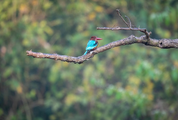 Vue en bas angle d'un oiseau perché sur une branche