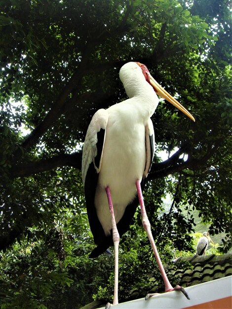 Photo vue à bas angle d'un oiseau perché sur une branche